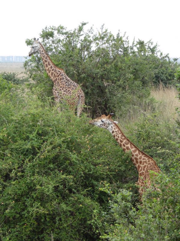 Giraffen im Nairobi-NP